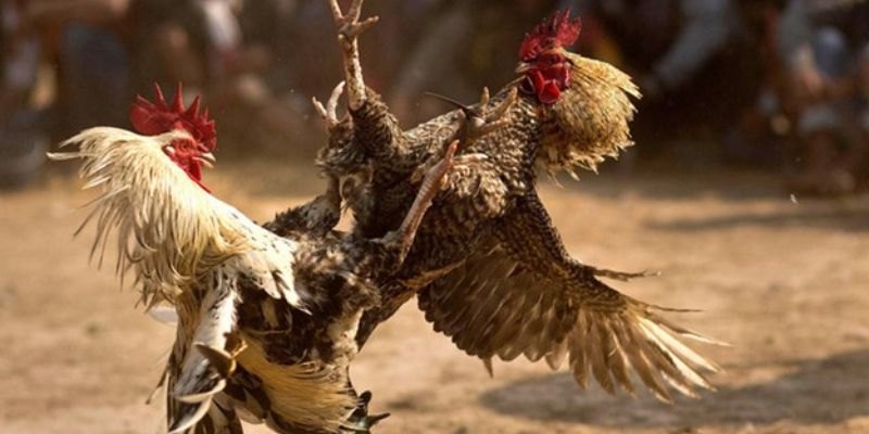 Khi hiểu rõ đá ăn 6 là gì, bạn có thể dễ dàng phân tích các kèo cược