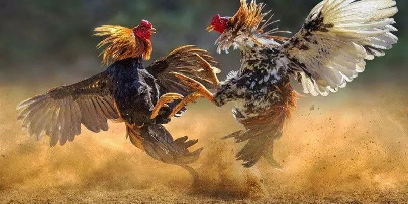 Để đảm bảo quyền lợi khi tham gia cá cược bạn nên lựa chọn nhà cái có uy tín