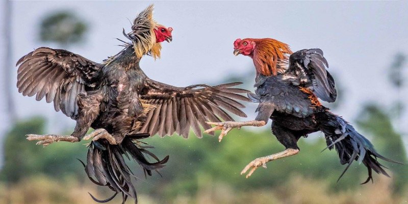 Khám phá những chi tiết về đá ăn 6 là gì trong đá gà