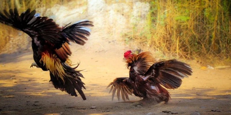 Mọi trận chiến đều được phát sóng trực tiếp
