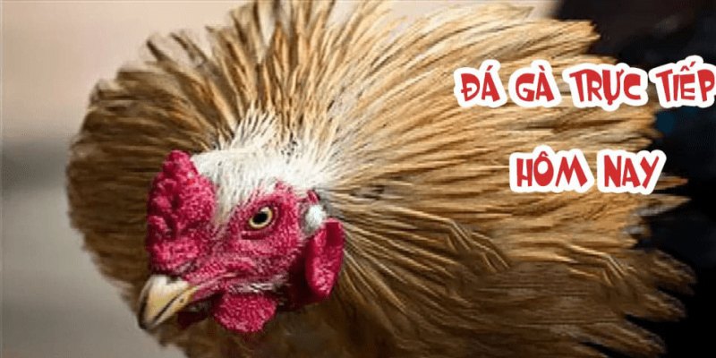 Bí quyết thành công khi Soi kèo đá gà chuẩn xác nhất